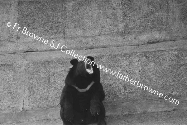 DUBLIN ZOO BEAR